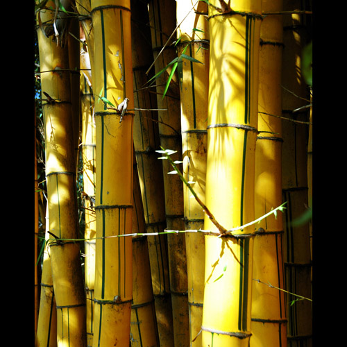 Golden Bamboo